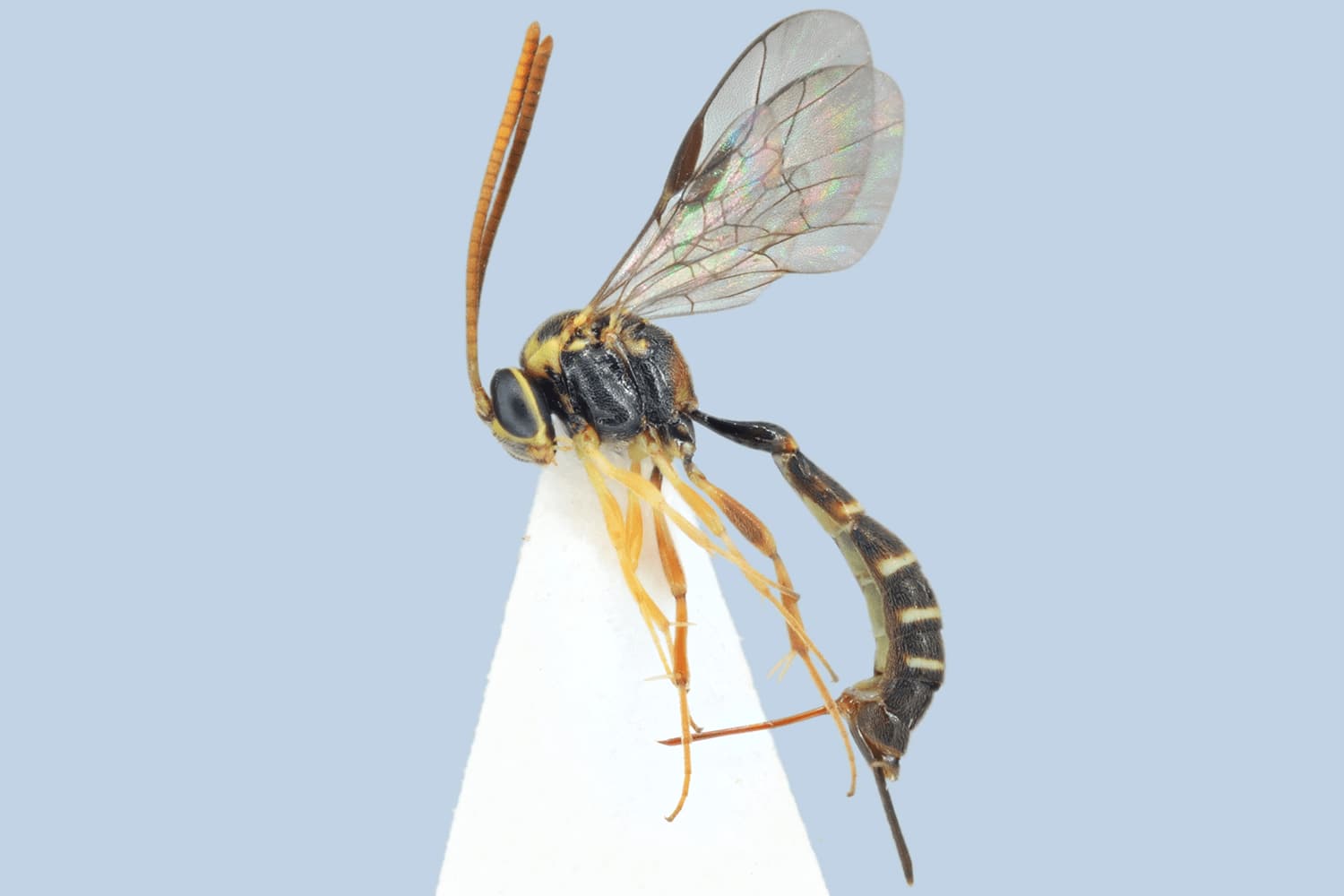 Default image